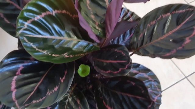 Калатея Дотти смотреть онлайн