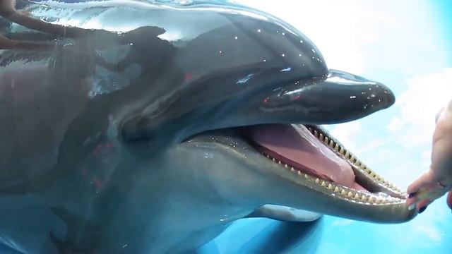 Sounds Of Dolphins. Delphin-Geräusche