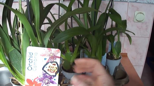 Уценки камбрии. смотреть онлайн