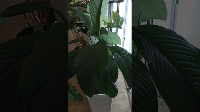 Спатифиллум Сенсация смотреть онлайн