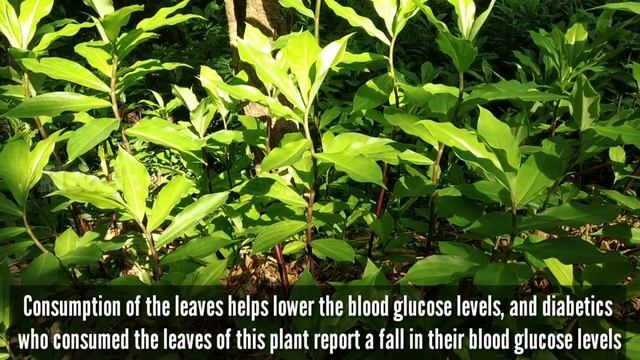 INSULIN PLANT | COSTUS IGEUS PLANT смотреть онлайн