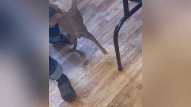 VLOG:2 ДНЯ С НАМИ|ЩЕНКИ ЙОРКА❤️|ЧИПИРОВАНИЕ|ПЕРВЫЕ ПРИЧЁСКИ ЩЕНКОВ|РАЗЛУЧИЛИ ДЕВОЧЕК|жизнь заводчик смотреть онлайн