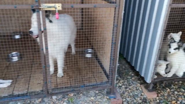 08.2020 Yakutian Laika(2) смотреть онлайн