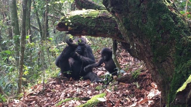 Один день из жизни семейства горилл. Уганда, август 2017 г.