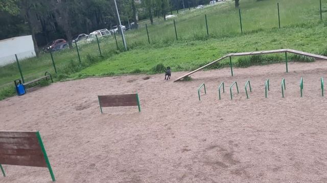 Chibo Газель Next Жил Был Пес Моя Жизнь Кино Кино Музей Пса смотреть онлайн