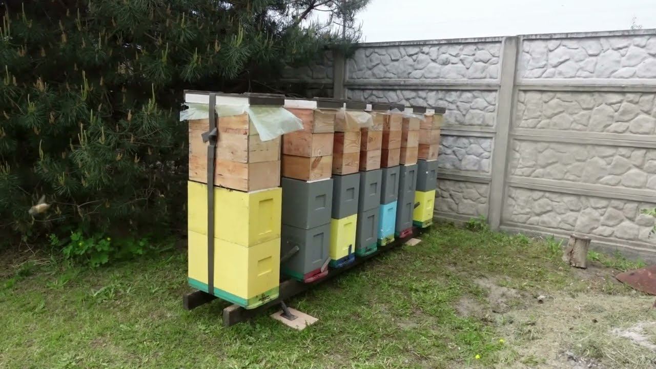 семь шестирамочников уехали на акацию смотреть онлайн