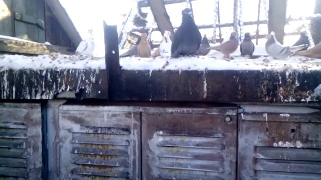 голуби кормление 30 мороз смотреть онлайн