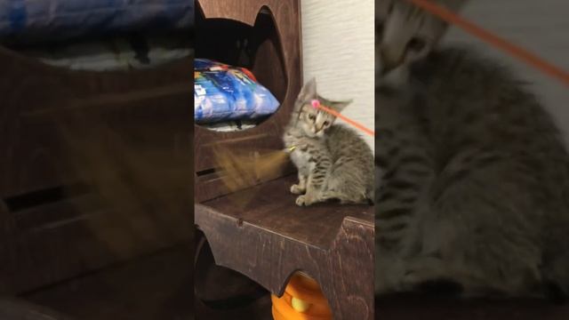 Куки. Мальчик пиксибоб из Новосибирского питомника кошек ПиксиХаус смотреть онлайн