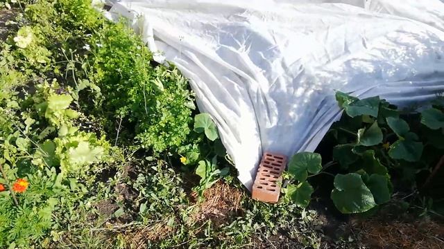 Отдыхаю на даче после работы. Какой сорт чеснока буду сажать под зиму. смотреть онлайн