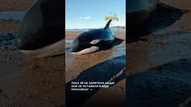 Косатка / ЖИТЬ Животные смотреть онлайн