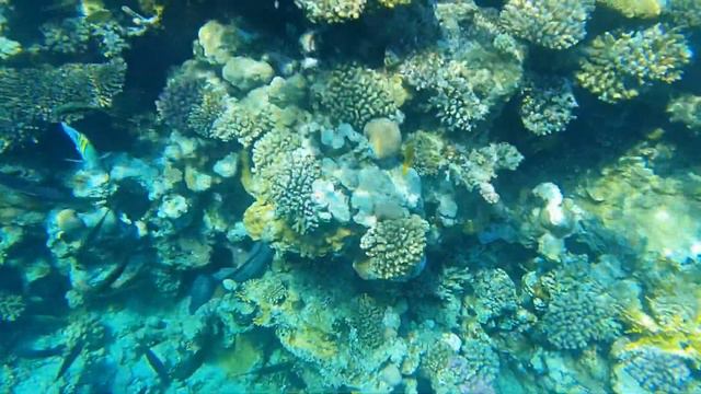 КРАСНОЕ МОРЕ🌊 2 декабря🌴 часть 1 мурена смотреть онлайн