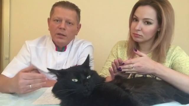 Что делать после кастрации? смотреть онлайн