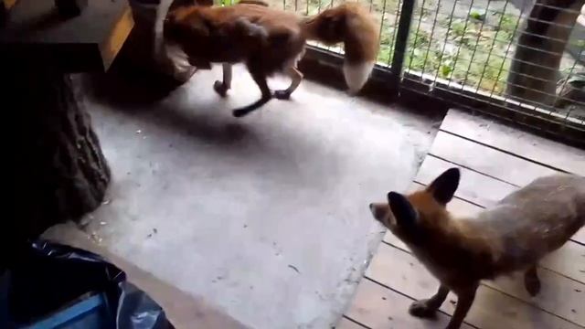 лисы Феникс и Алиса смотреть онлайн