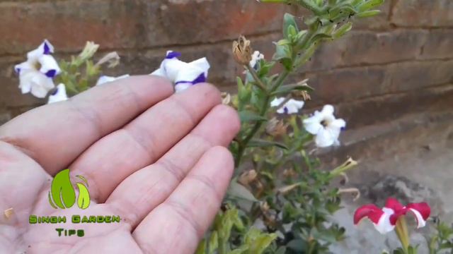 How To Collect Seeds Of Petunia Plant || Singh Garden Tips