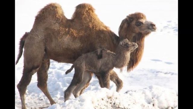 как рычит верблюд #звук смотреть онлайн