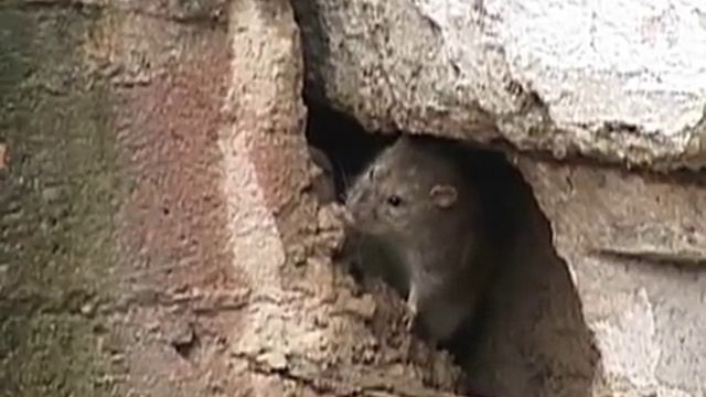 Крысы в центре Шымкента смотреть онлайн