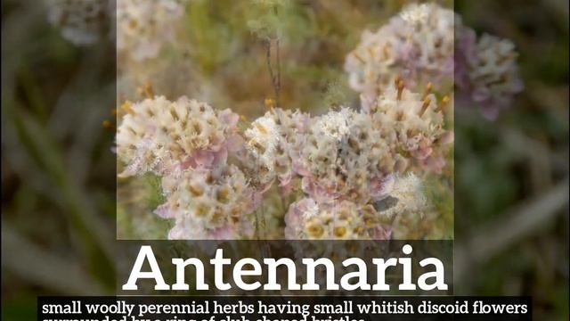 How to Say Antennaria in English? | What is Antennaria? | How Does Antennaria Look? смотреть онлайн