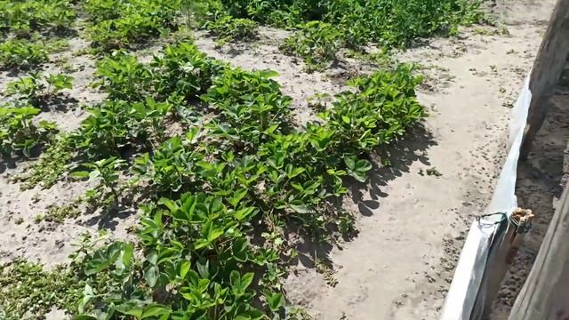 Пленка от колорадского жука, затеняющая сетка от жары... смотреть онлайн