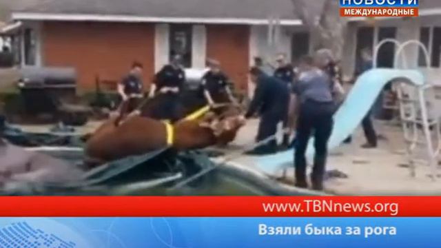 Взяли быка за рога смотреть онлайн