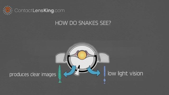 How do Snakes See | Seeing Infrared with their Pit Organ смотреть онлайн