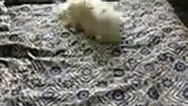 дружба кошки и собаки смотреть онлайн