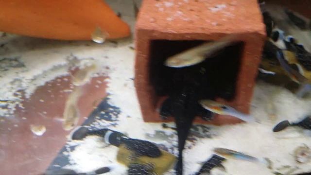 Ancistrus Sp. L181 Eggs And Fry