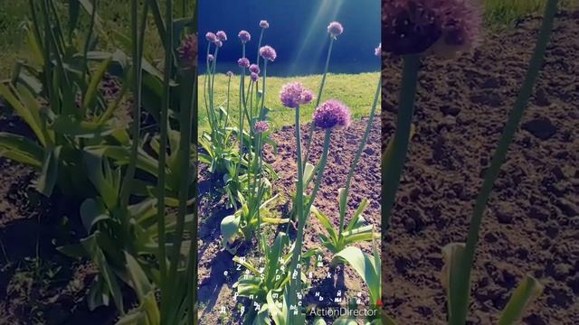 #слоновийчеснок #лукчеснок Зацвел лук (чеснок) рокамболь смотреть онлайн