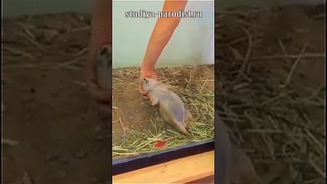 Почеши мне пузико 😆 смотреть онлайн