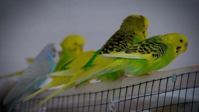 3 Hour Budgie Sounds for Lonely Birds смотреть онлайн