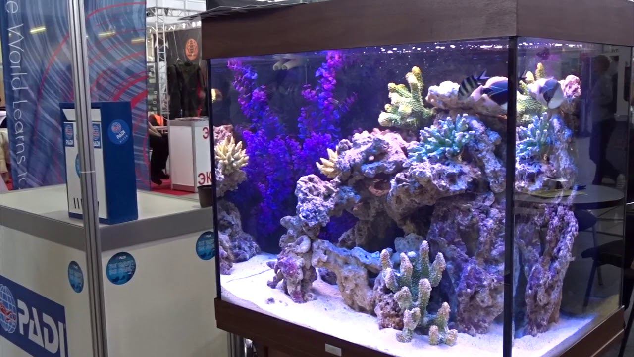 Moscow Dive Show 2019 года смотреть онлайн