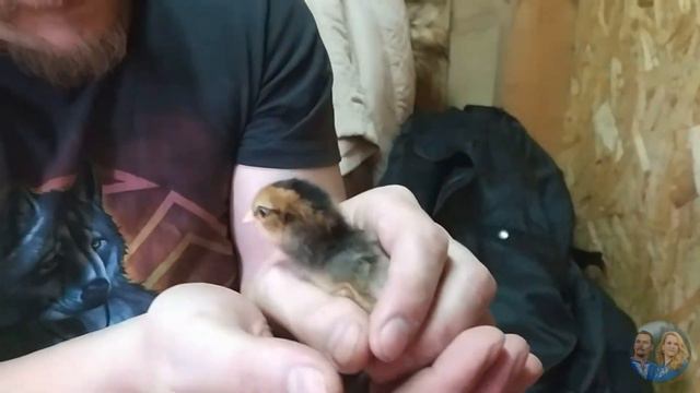 Поездка за цыплятами амераукана смотреть онлайн