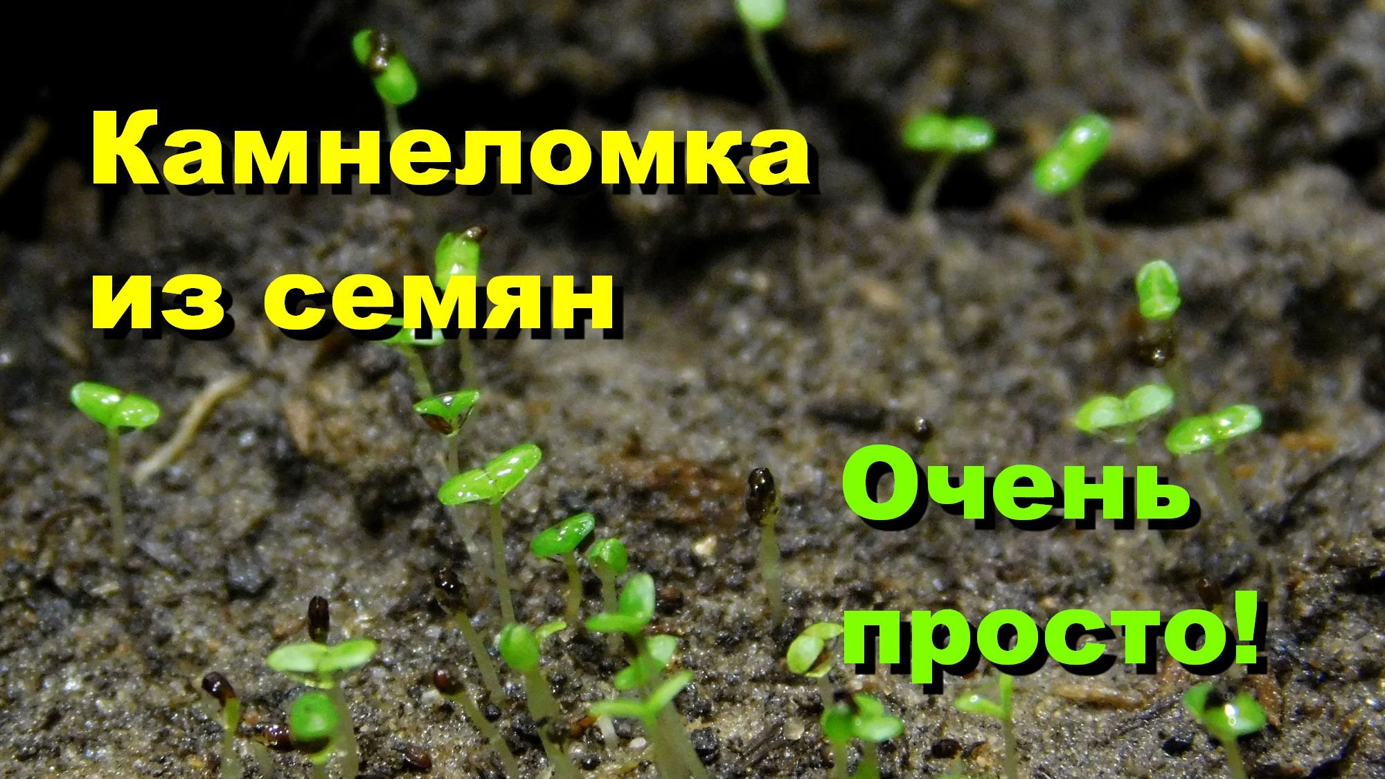 Камнеломка из семян. Часть 1. смотреть онлайн