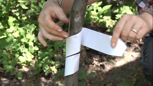 ЛОВЧИЙ ПОЯС "МАШЕНЬКА" смотреть онлайн