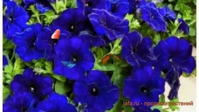 Петуния каскадная Рэмблин Ну Блю ? обзор: как сажать, семена петунии Рэмблин Ну Блю смотреть онлайн