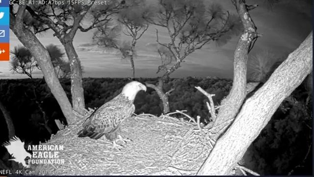 Eagle pays brief visit to nest after sunset ~ ©AEF, NE Florida Eagles смотреть онлайн
