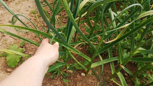 Когда убирать ЧЕСНОК в Подмосковье? Маркеры созревания. смотреть онлайн