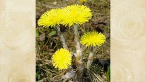 Слайд Весеннее пробуждение природы