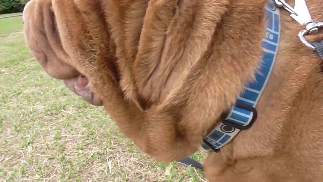 #sharpei #sharlove #jrfotoarte Passeio Com Barney - Shar Pei Horse Coat