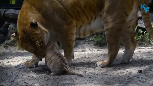 Liger | The Largest Cat in the World. Amazing facts about Ligers. Most Powerful Big Cat смотреть онлайн