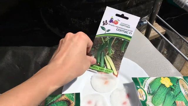Как посадить огурцы в бочку! смотреть онлайн