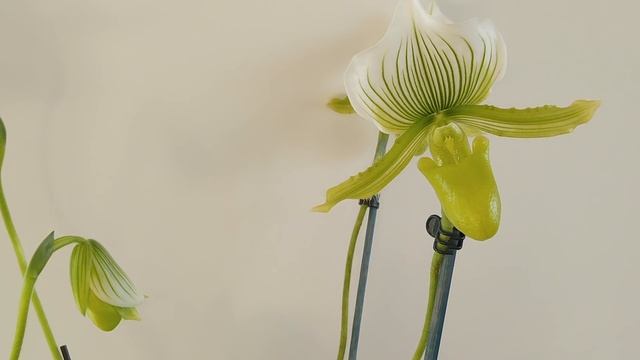 Paphiopedilum Maudiae Orchid Journal - Care, History, Knowledge, Ep.2. Paphiopedilum Maudie. смотреть онлайн