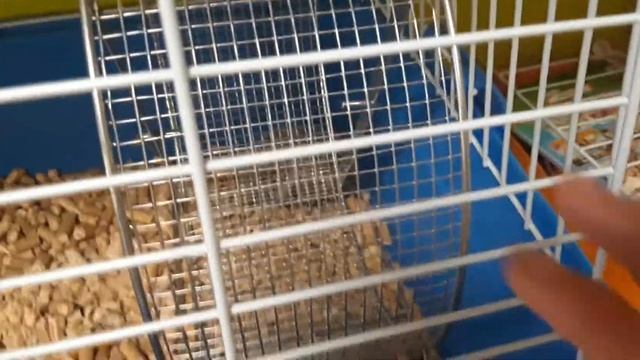 Как содержать африканского ёжика в домашних условиях смотреть онлайн
