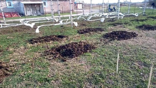 Закладываем новый виноградник !!! Подготовка территории . (Прошу прощения за качество звука)... смотреть онлайн