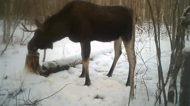 Лось у солонца. Полистовский заповедник смотреть онлайн