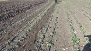 мототяпка  CHAMPION