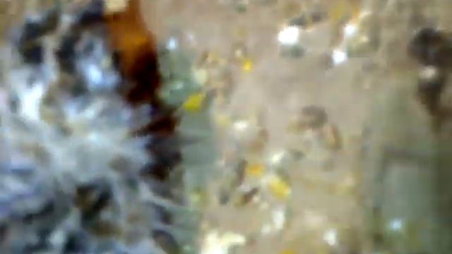 суточный птенец белобрюхого рябка смотреть онлайн