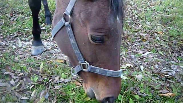 Ходят кони Валерий Золотухин смотреть онлайн