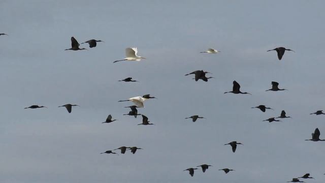 #602 - Egrets and Ibis | Fly High | Thommana Kole Wetlands смотреть онлайн