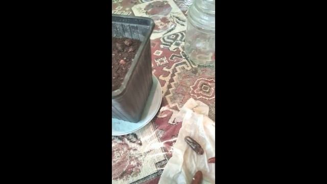 Ինչպես աճեցնել #պալմա Как вырастить ФИНИКОВУЮ #ПАЛЬМУ из косточки смотреть онлайн