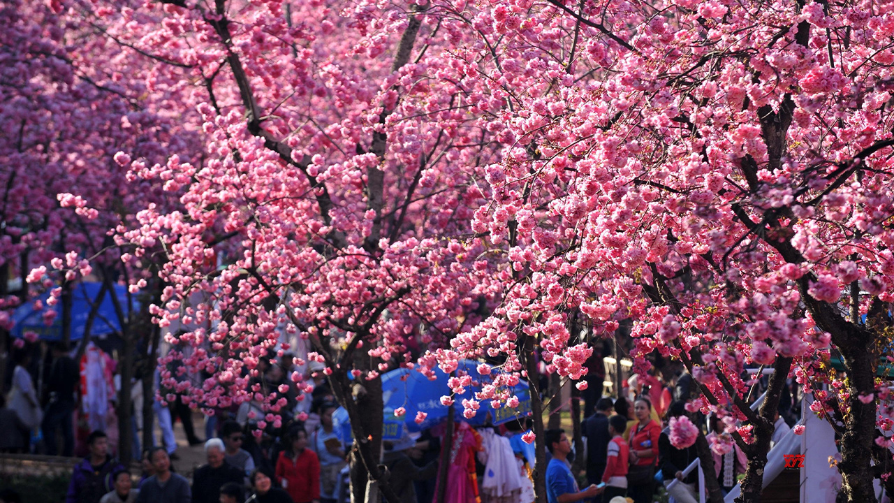 В Китае зацвела сакура площадью 400 гектар смотреть онлайн